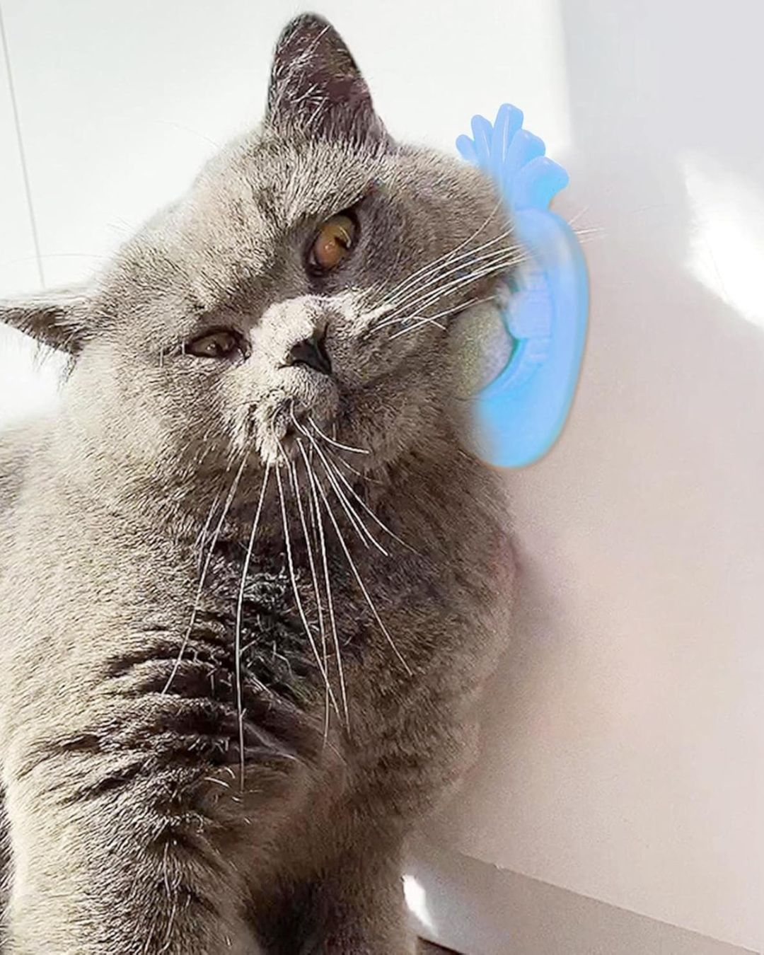 Catnip Ball