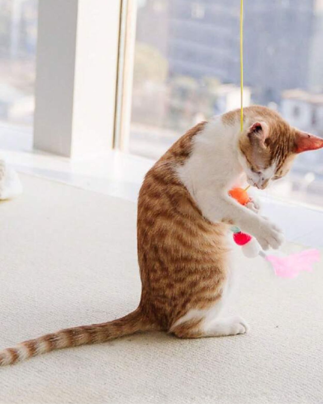 Caterpillar Cat Toy