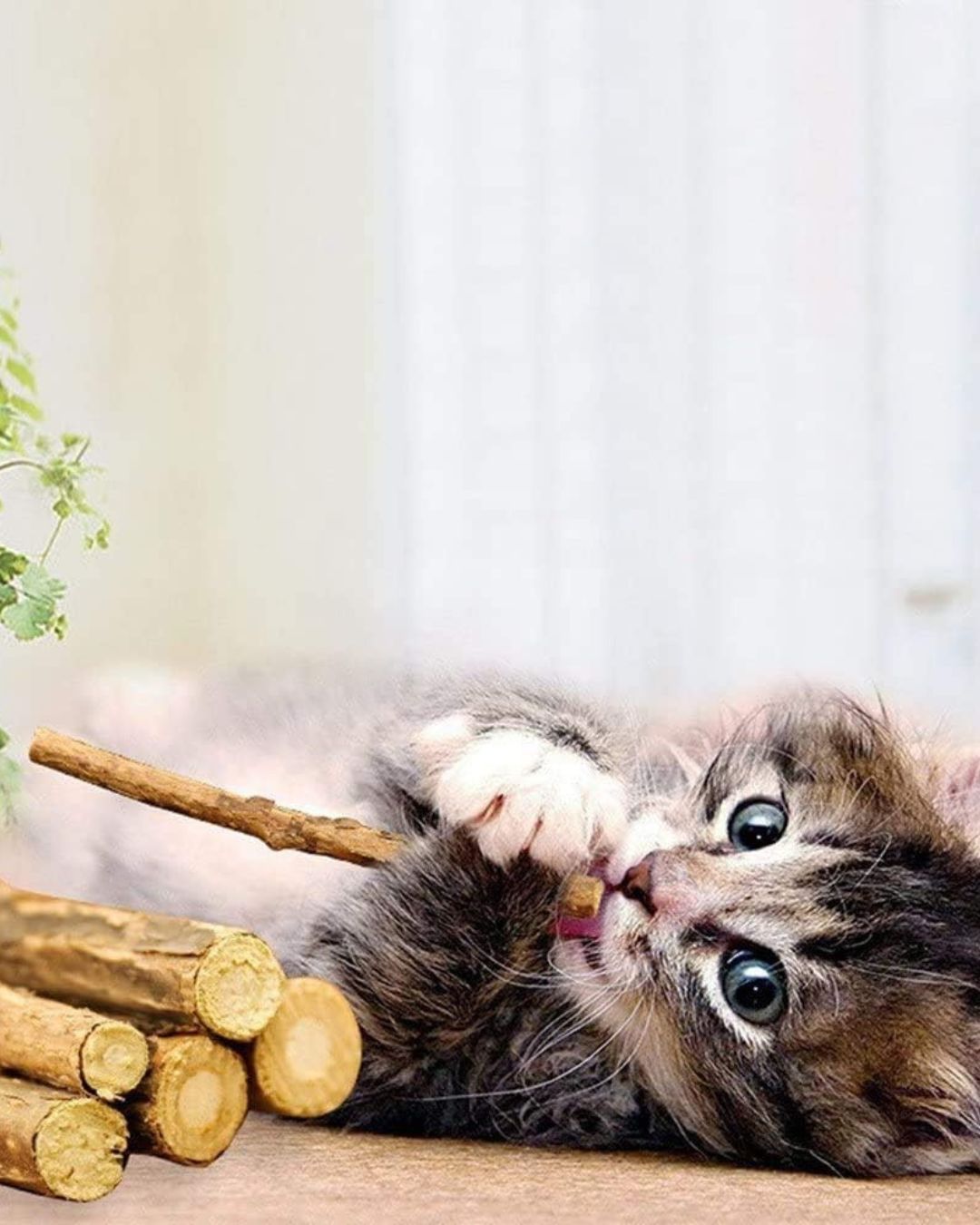 Catnip Chew Sticks