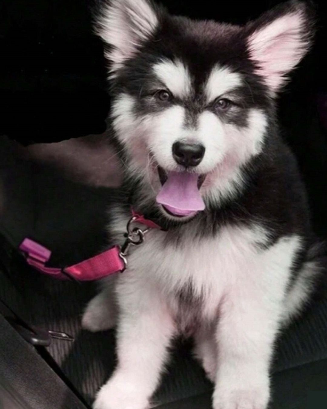 Adjustable Pet Seat Belt For Cars