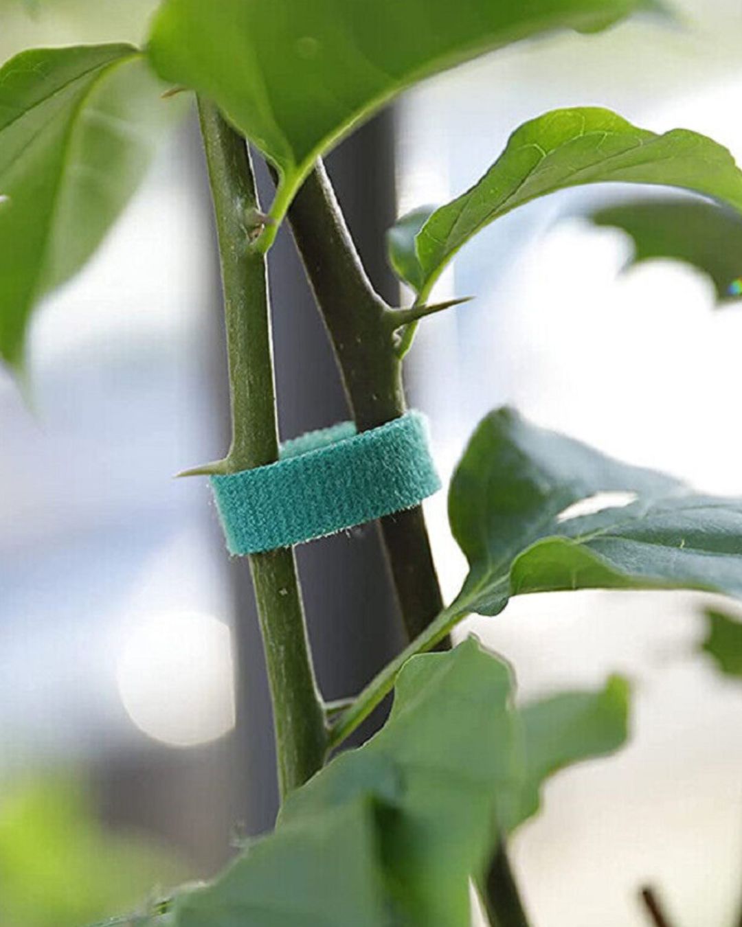 Small Garden Magic Tape