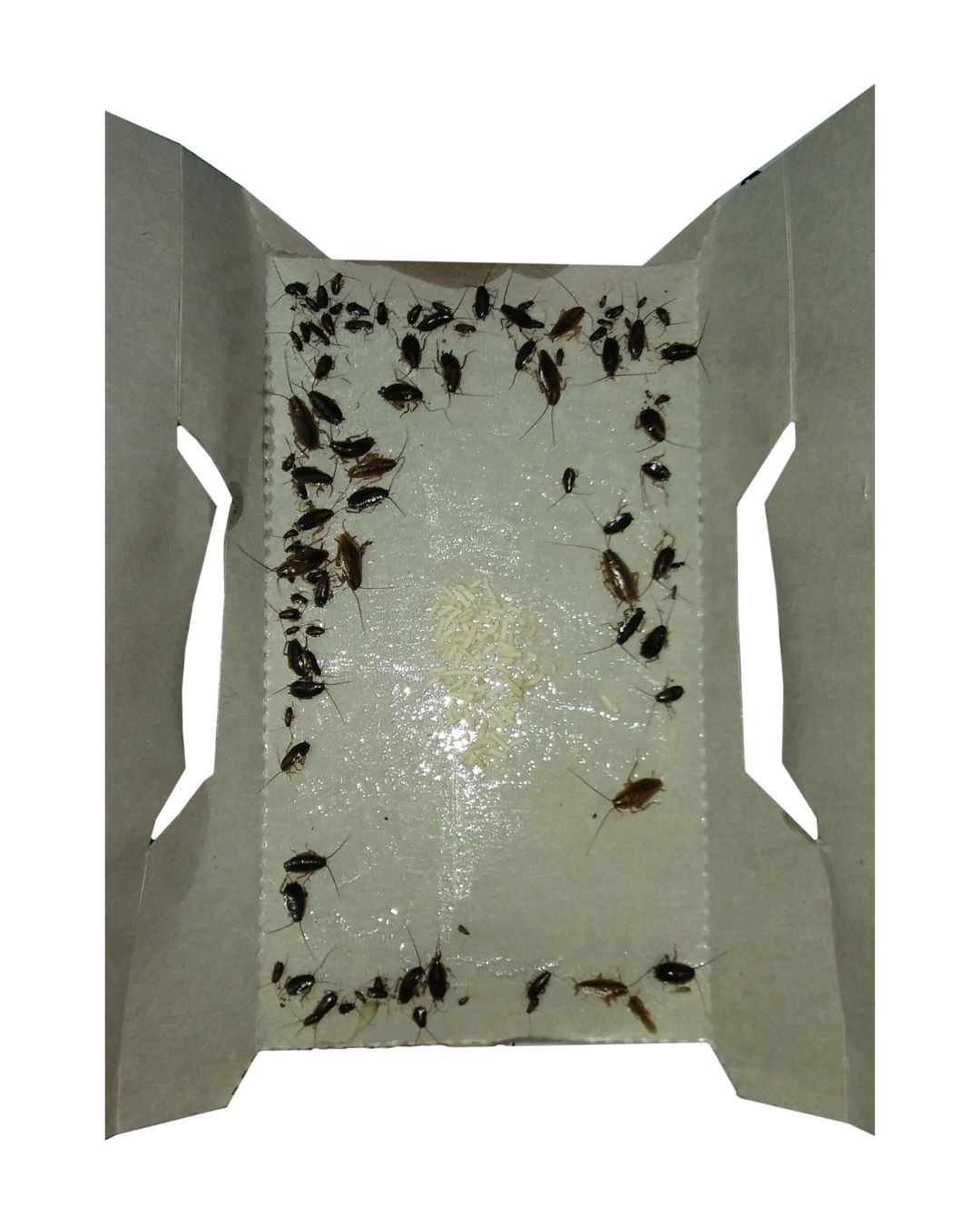 Cockroach Stickers Trap