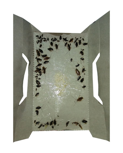 Cockroach Stickers Trap