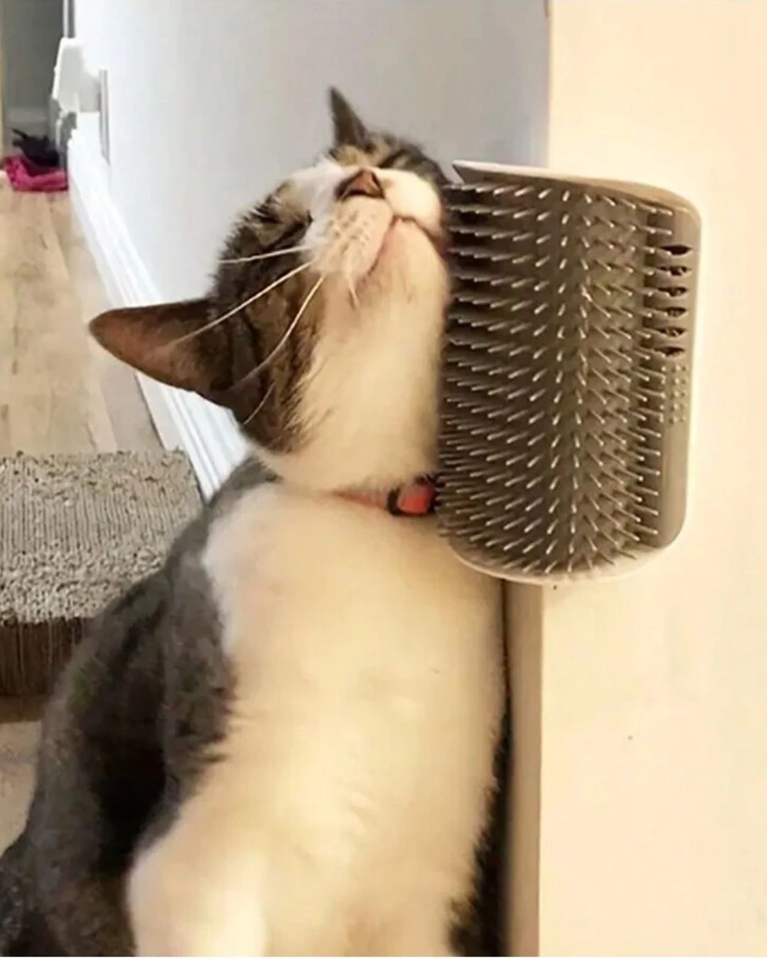 Self-Grooming Cat Wall Scratcher