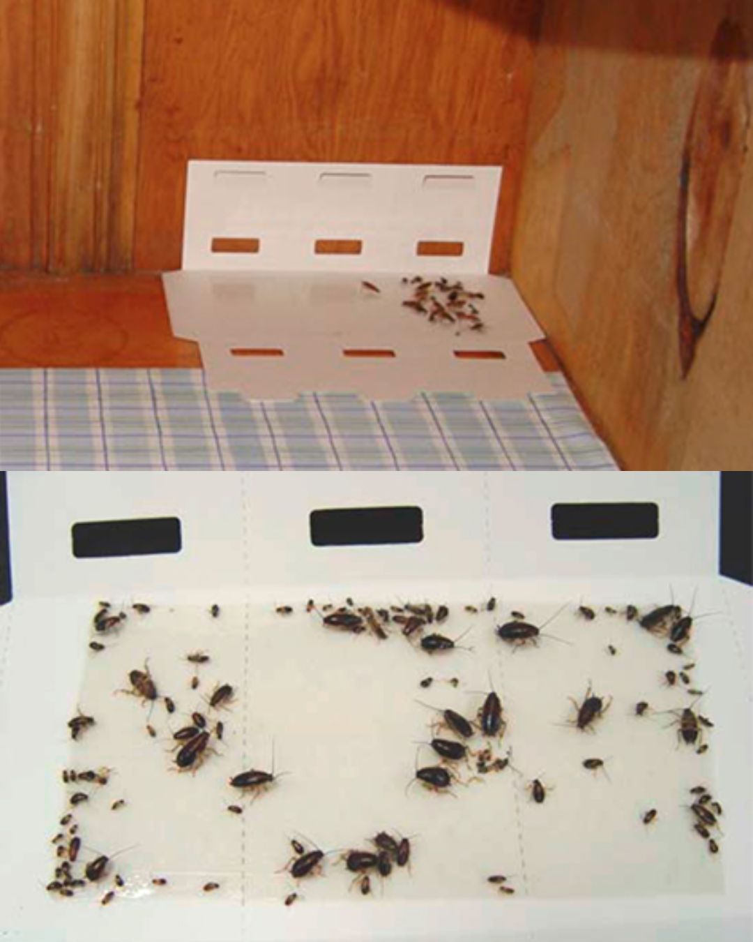 Cockroach Stickers Trap