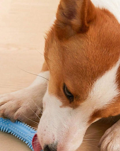 Durable Dog Toothbrush & Chew Toy