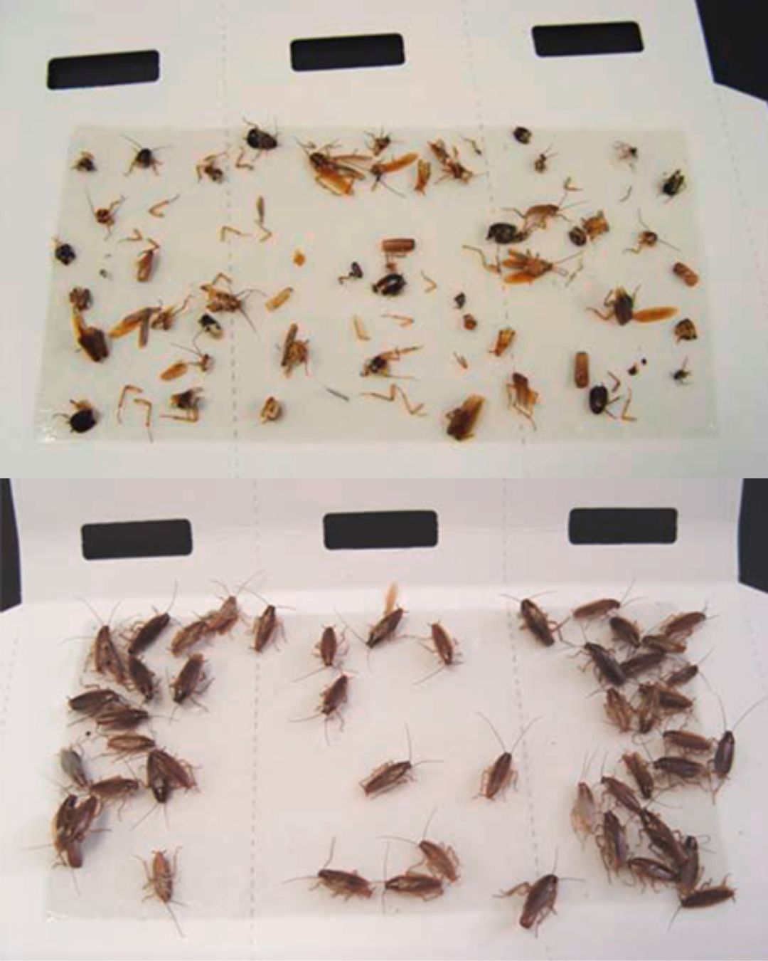 Cockroach Stickers Trap